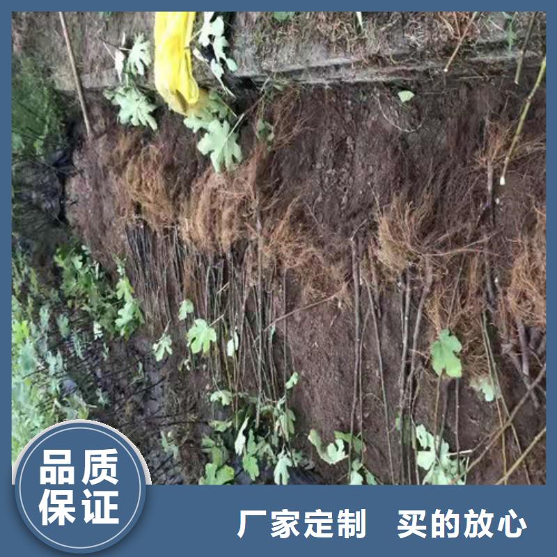 绍兴布兰瑞克无花果苗一颗多少钱