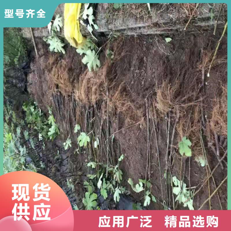 陕西芭劳奈无花果苗种植方法