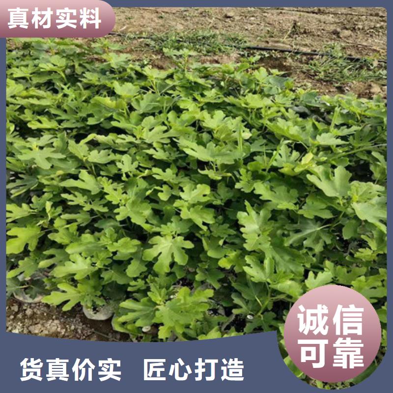 德宏日本紫果无花果树苗