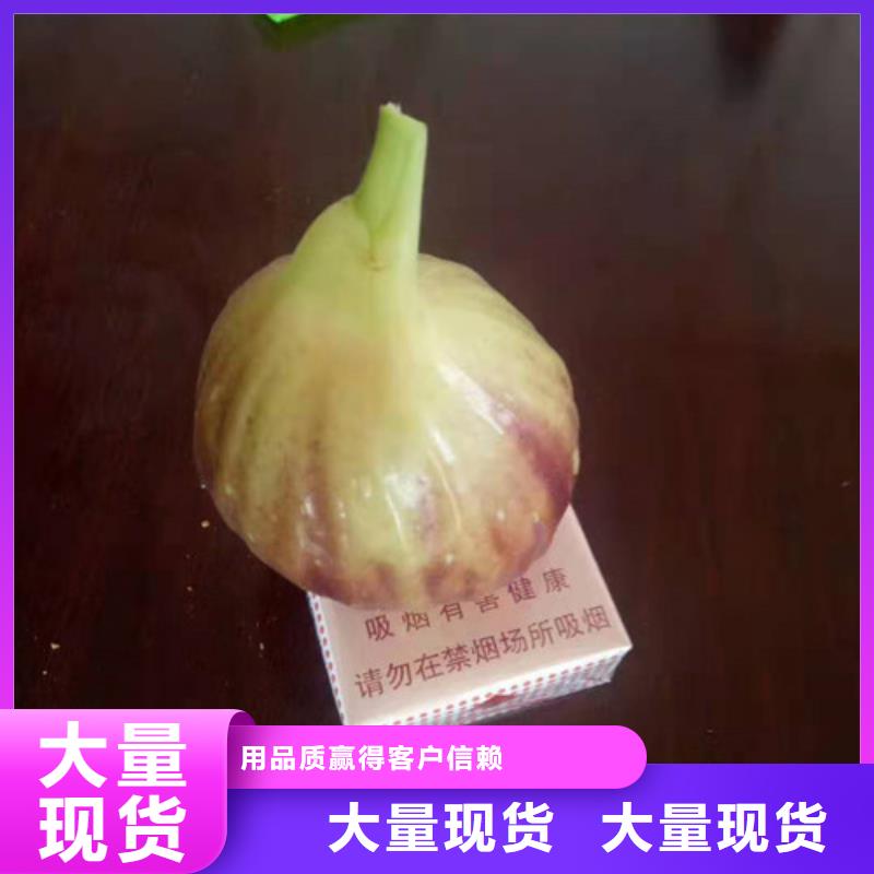 普洱玛斯义陶芬无花果苗