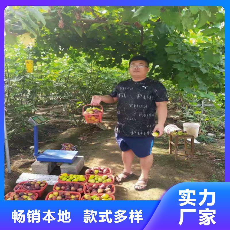 绍兴布兰瑞克无花果苗一颗多少钱