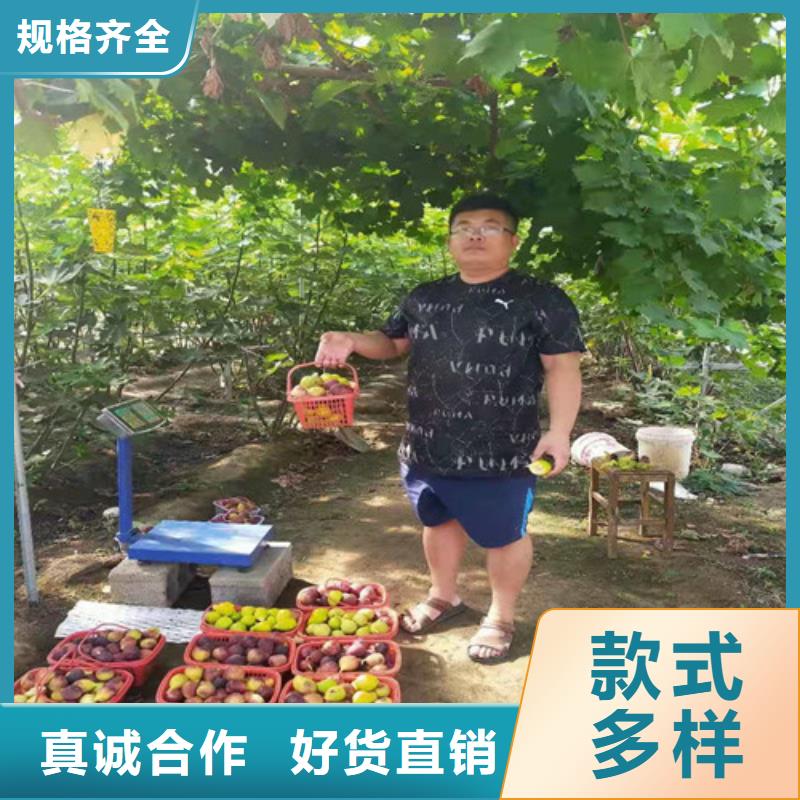 南宁玛斯义陶芬无花果树苗一亩地种植利润