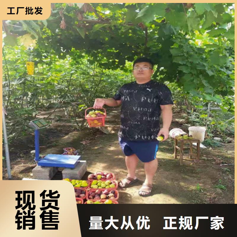 鄂尔多斯芭劳奈无花果树基地图片