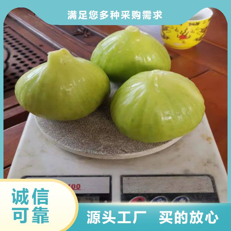 大同布兰瑞克无花果苗