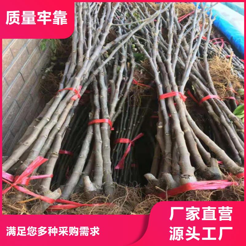 泰安玛斯义陶芬无花果树苗