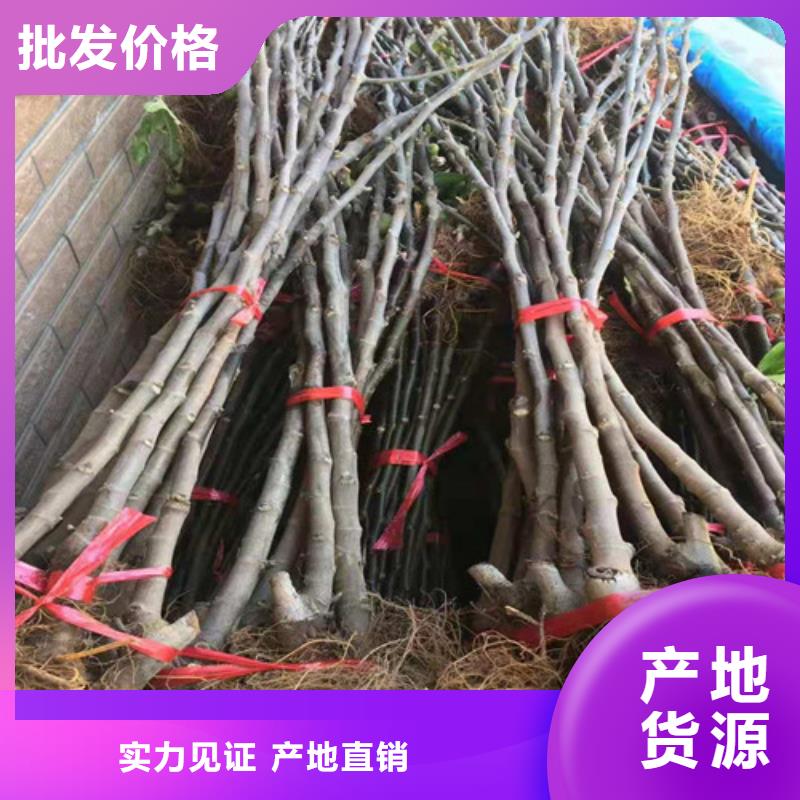 郴州斯特拉无花果苗管理方式