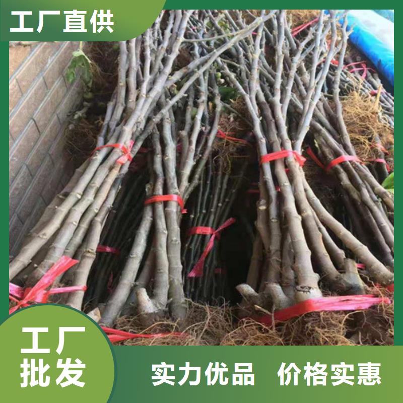 莱芜青皮无花果树苗