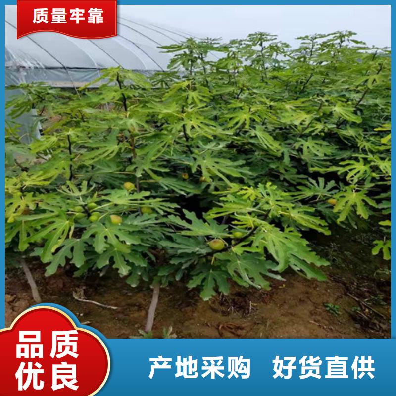 无花果花椒苗产地源头好货