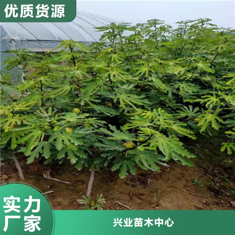 无花果【大红袍花椒苗】买的放心