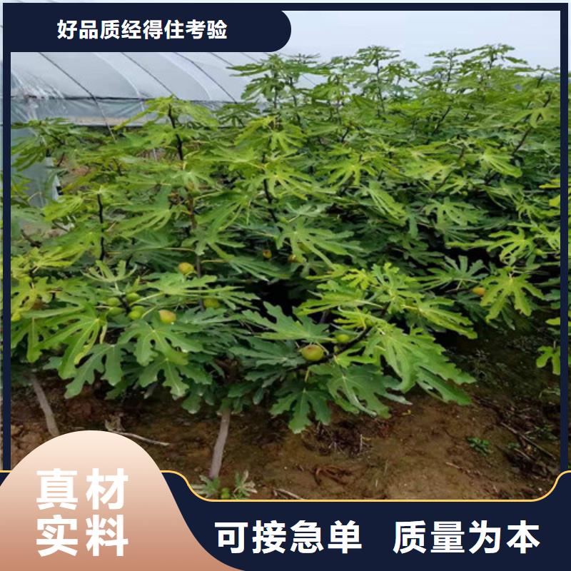 承德中农寒优无花果树苗