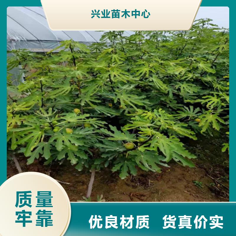 衢州美利亚无花果树苗