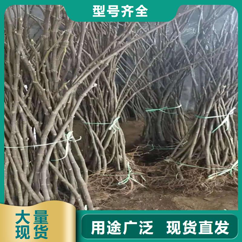 资阳玛斯义陶芬无花果树苗