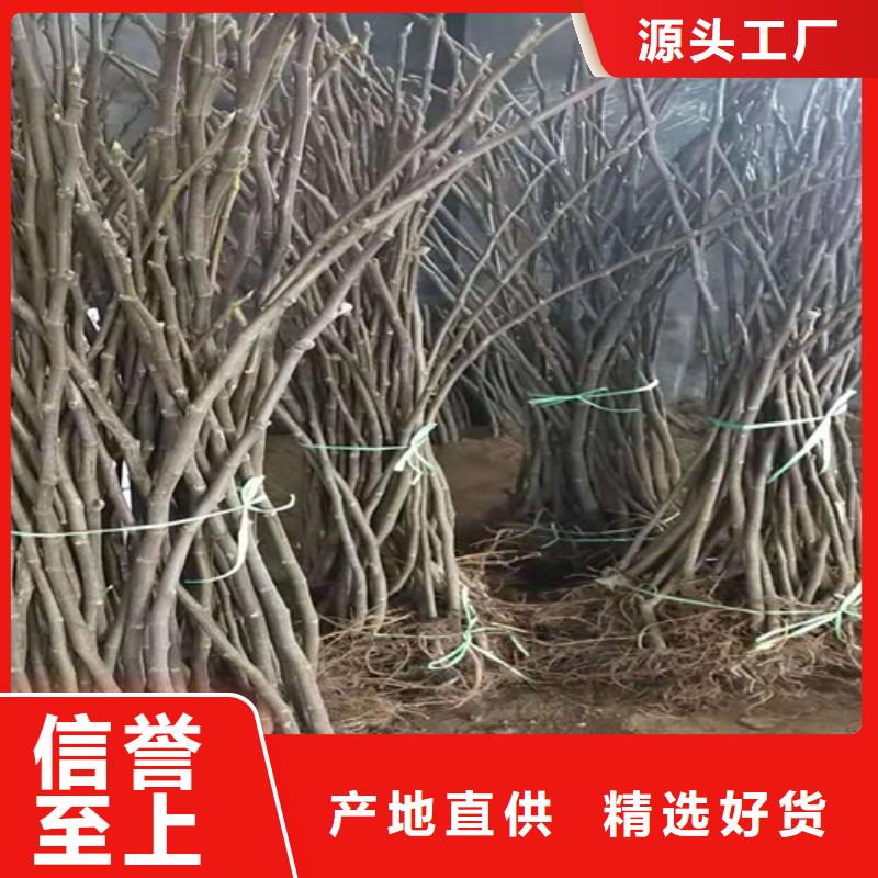 锡林郭勒布兰瑞克无花果苗新品种