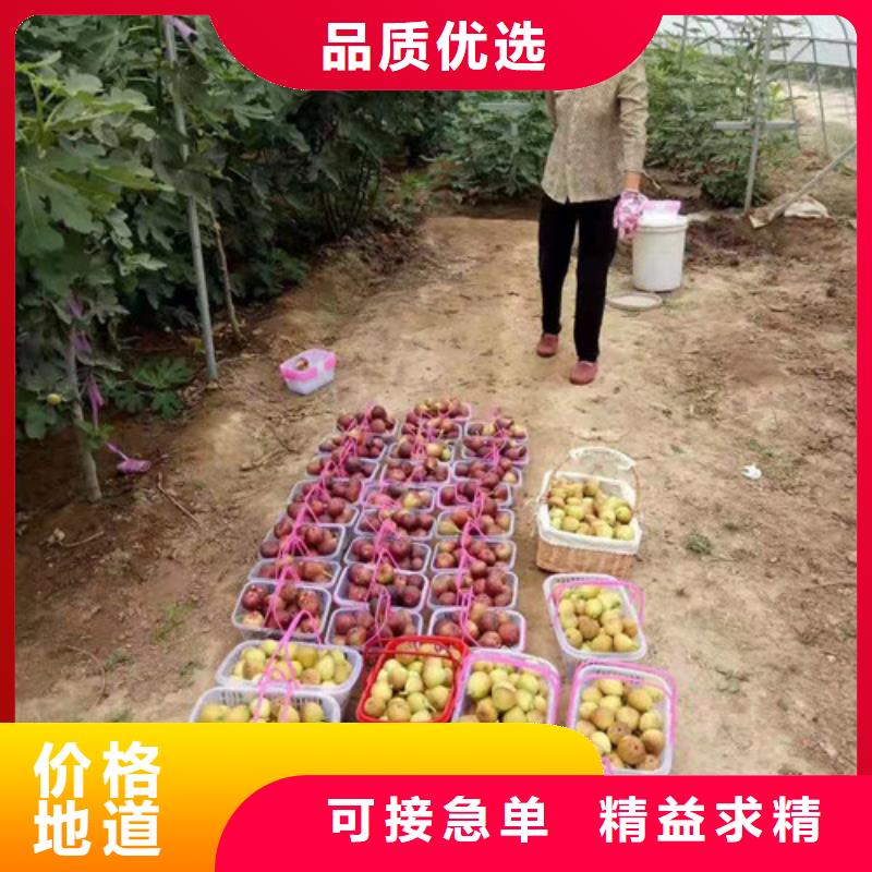 玉林新疆早黄无花果树苗