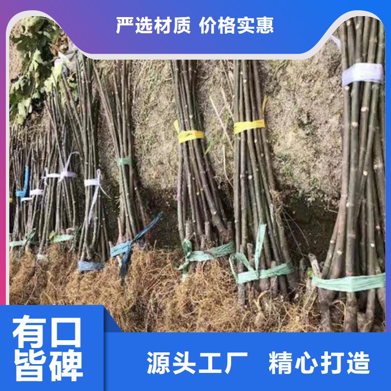 滨州金傲芬无花果苗