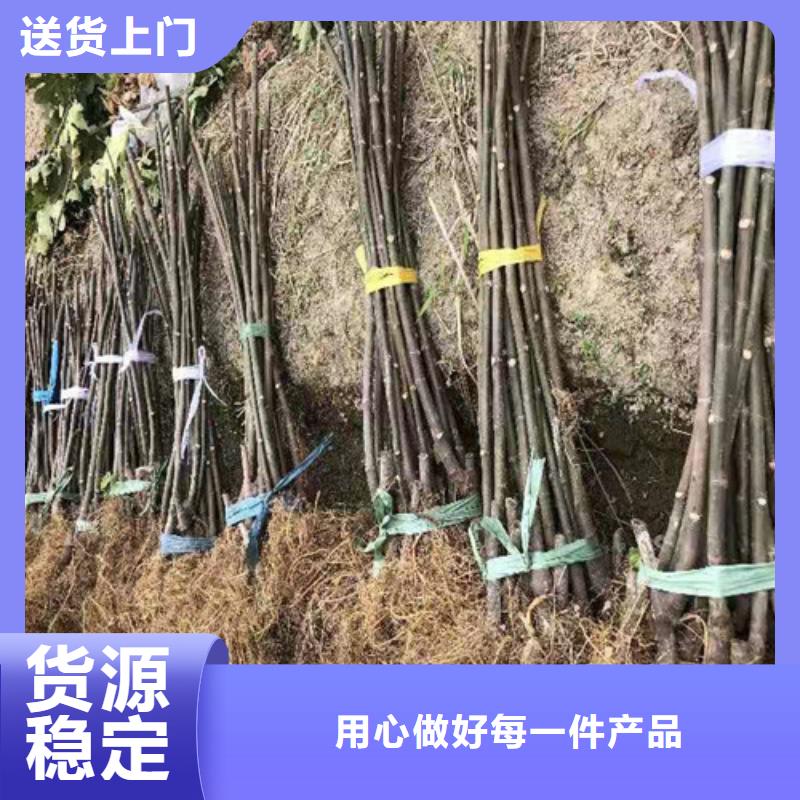 【无花果苹果苗现货充足量大优惠】