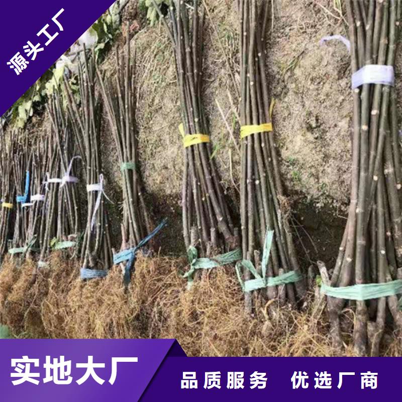 玉树新疆早黄无花果苗