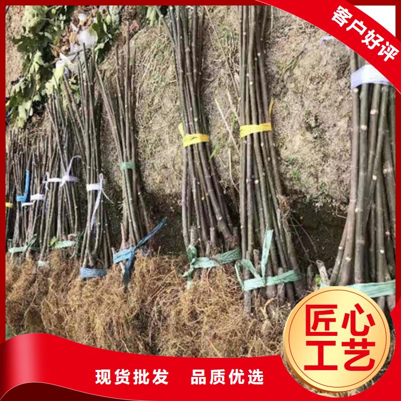 无花果无花果苗实力商家供货稳定