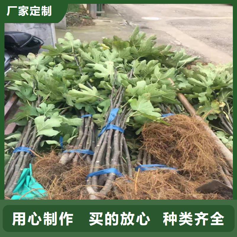 长春新疆早黄无花果树苗