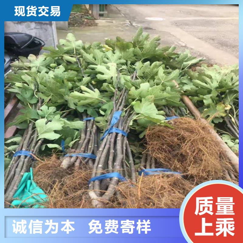 定安县华丽无花果苗种植时间