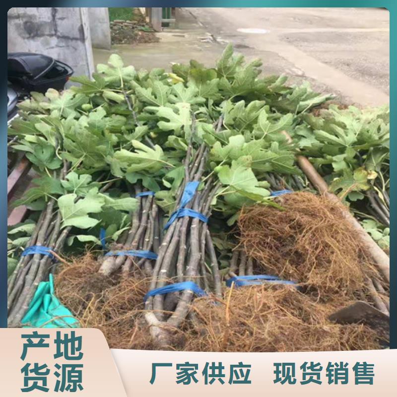 漳州波姬红无花果树苗