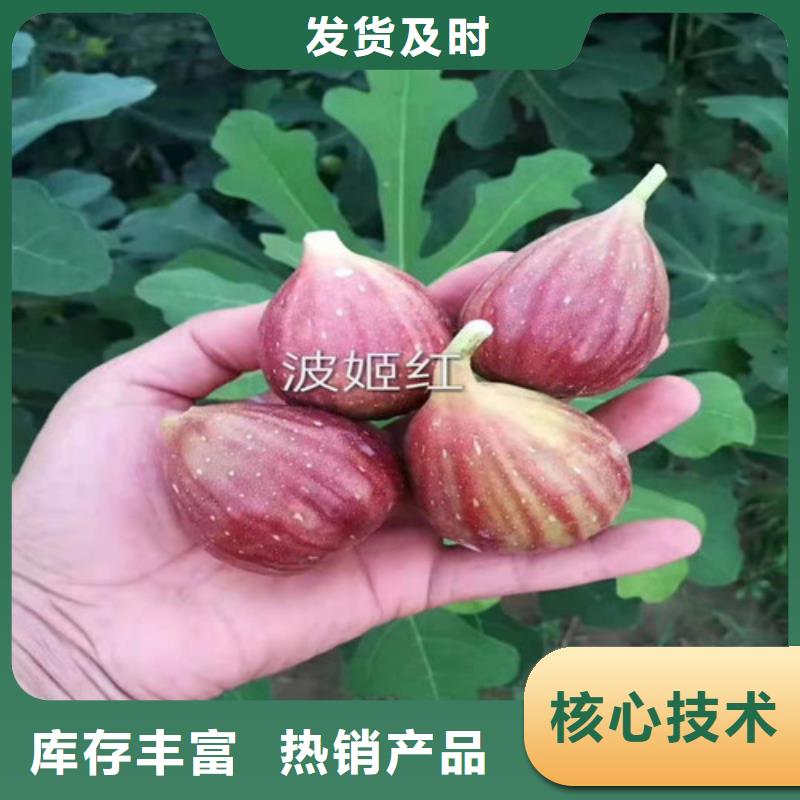 大同芭劳奈无花果树苗什么价格