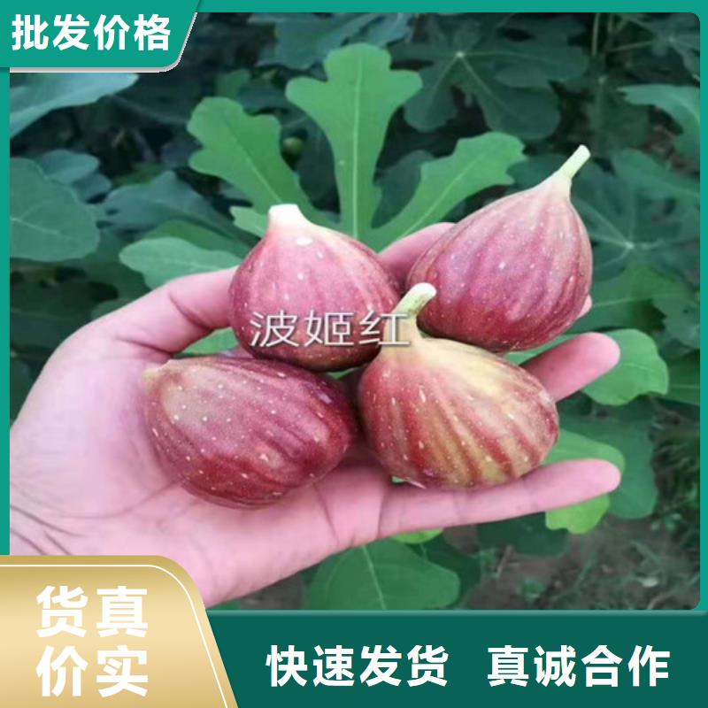 普洱玛斯义陶芬无花果苗