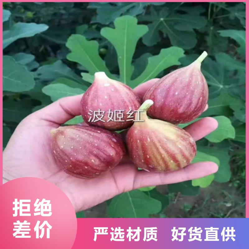 泰安玛斯义陶芬无花果树苗