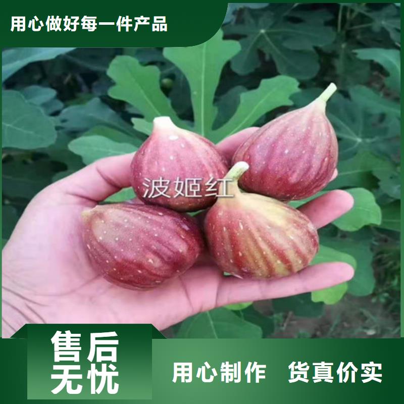 泰安玛斯义陶芬无花果树苗