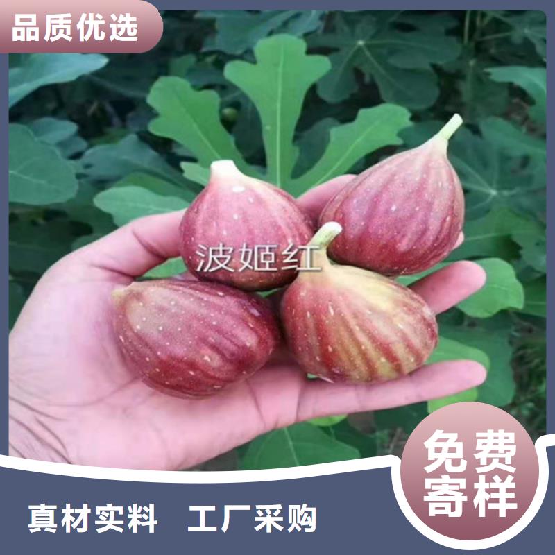 秦皇岛芭劳奈无花果苗病虫防治