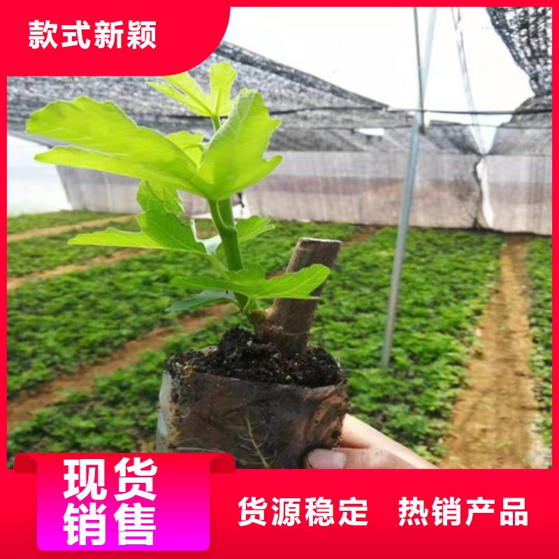 秦皇岛芭劳奈无花果苗病虫防治