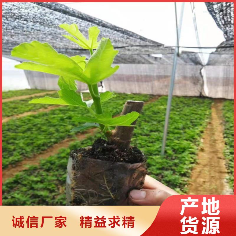 赣州金傲芬无花果苗哪里的数量大