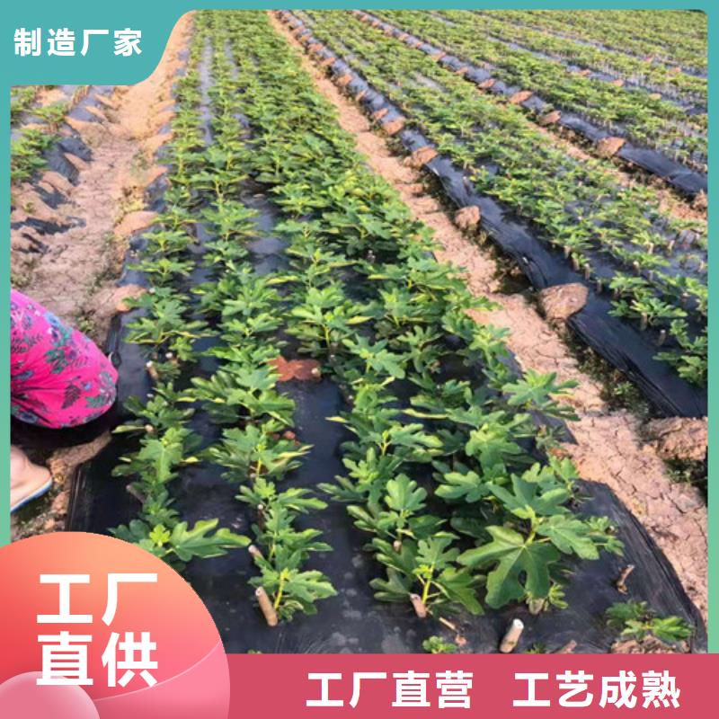 泰安玛斯义陶芬无花果树苗