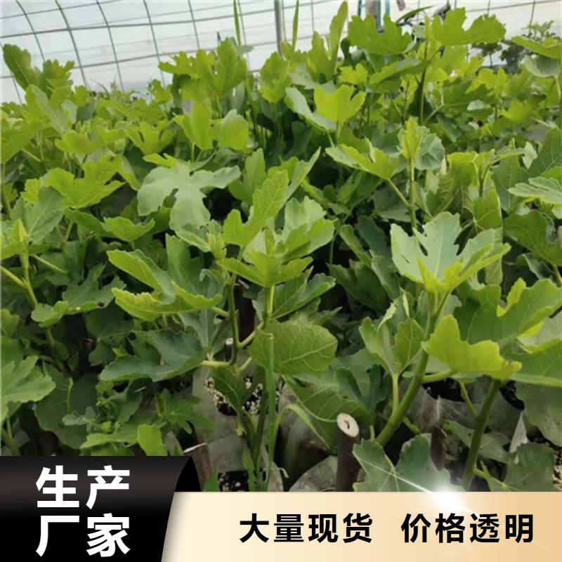 【无花果】蓝莓苗来图来样定制