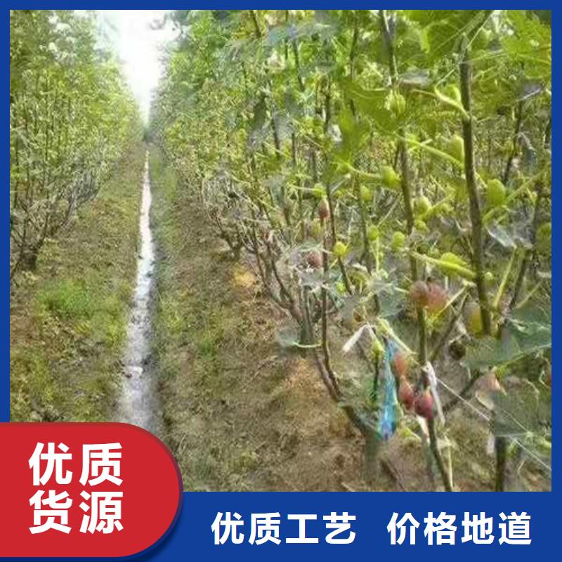 无花果,猕猴桃苗优选原材