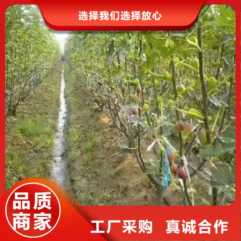 无花果_1公分杏树苗原料层层筛选