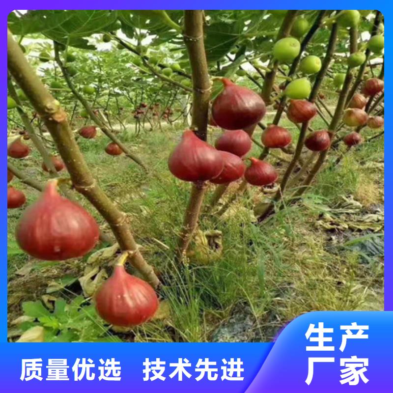 【无花果】,大棚草莓苗质量牢靠