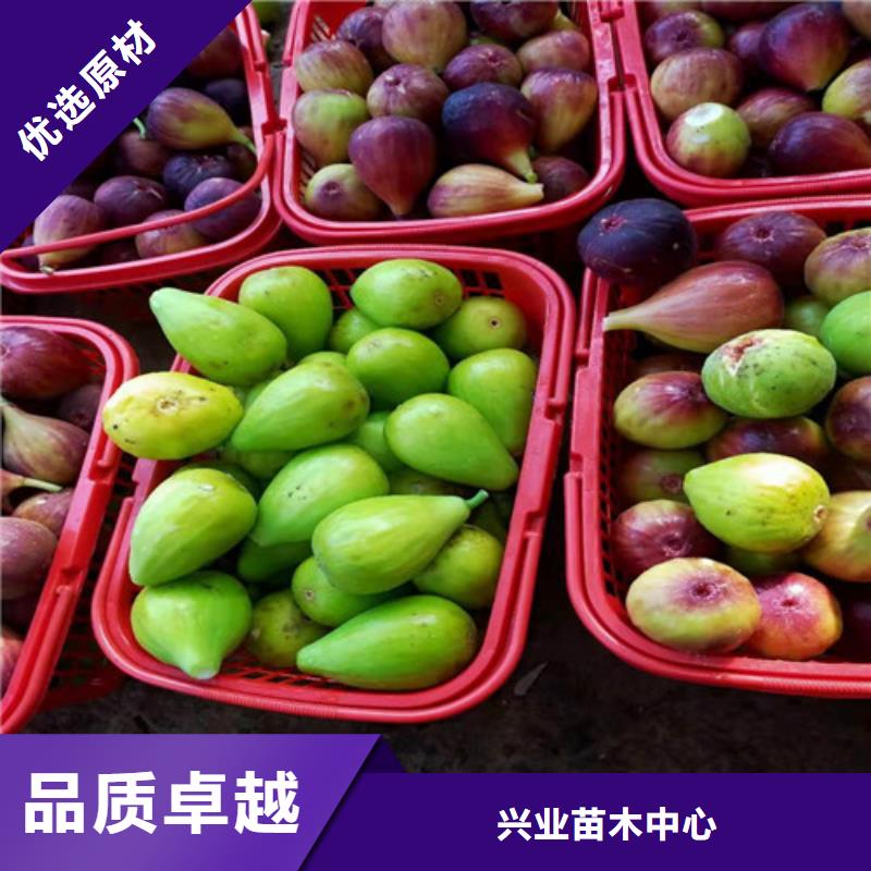 玉树新疆早黄无花果苗