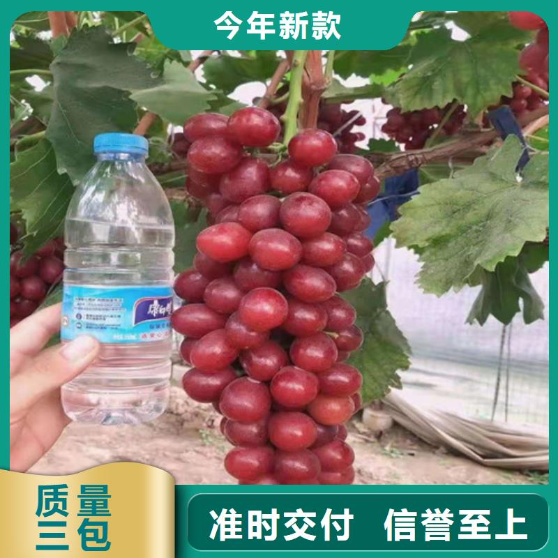 阿坝早夏无核葡萄树苗品种大全