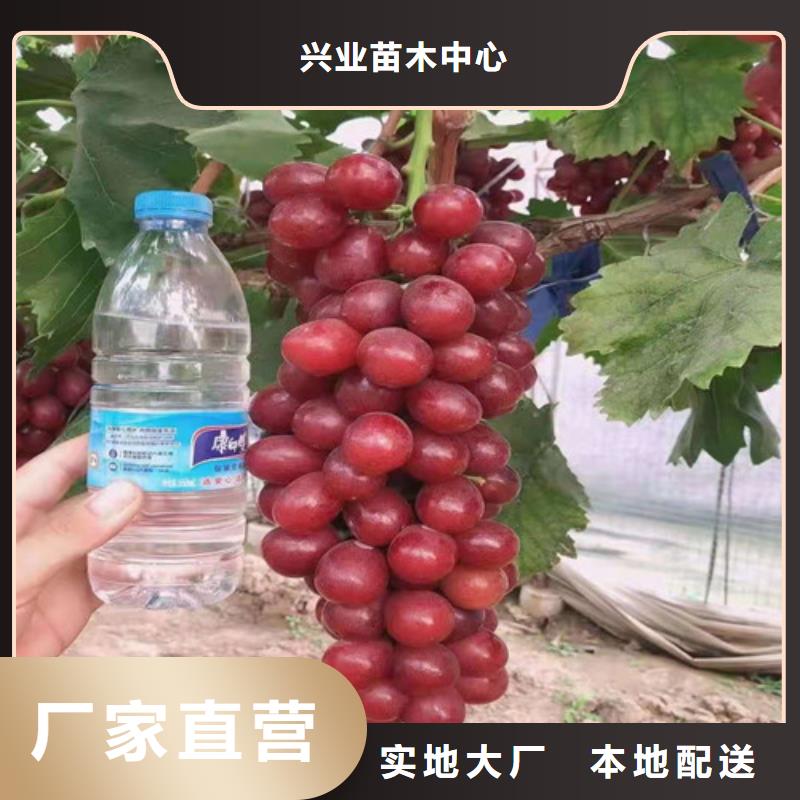 金华黑色甜菜葡萄树苗