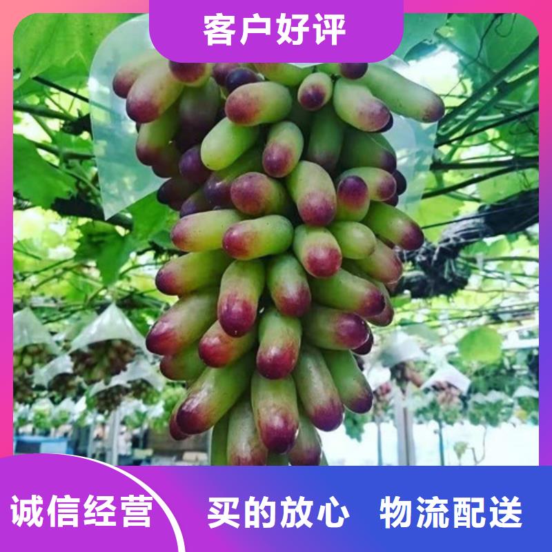 菏泽巨峰葡萄树苗