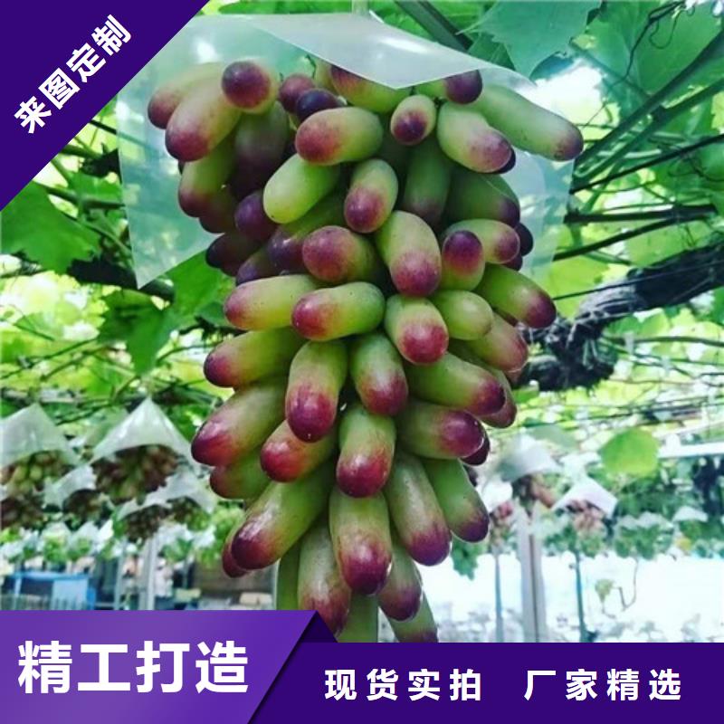 保山5BB葡萄苗怎么买