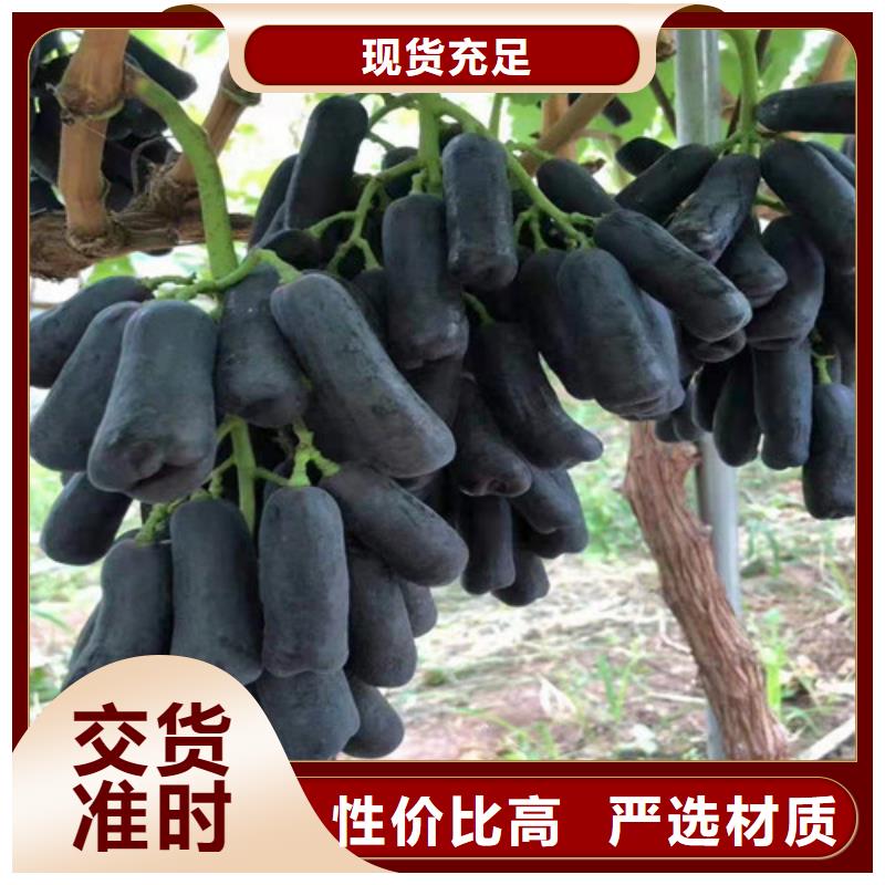 保定紫甜无核葡萄树苗