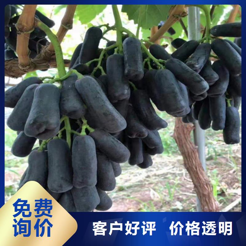 黑龙江葡萄树苗种植时间