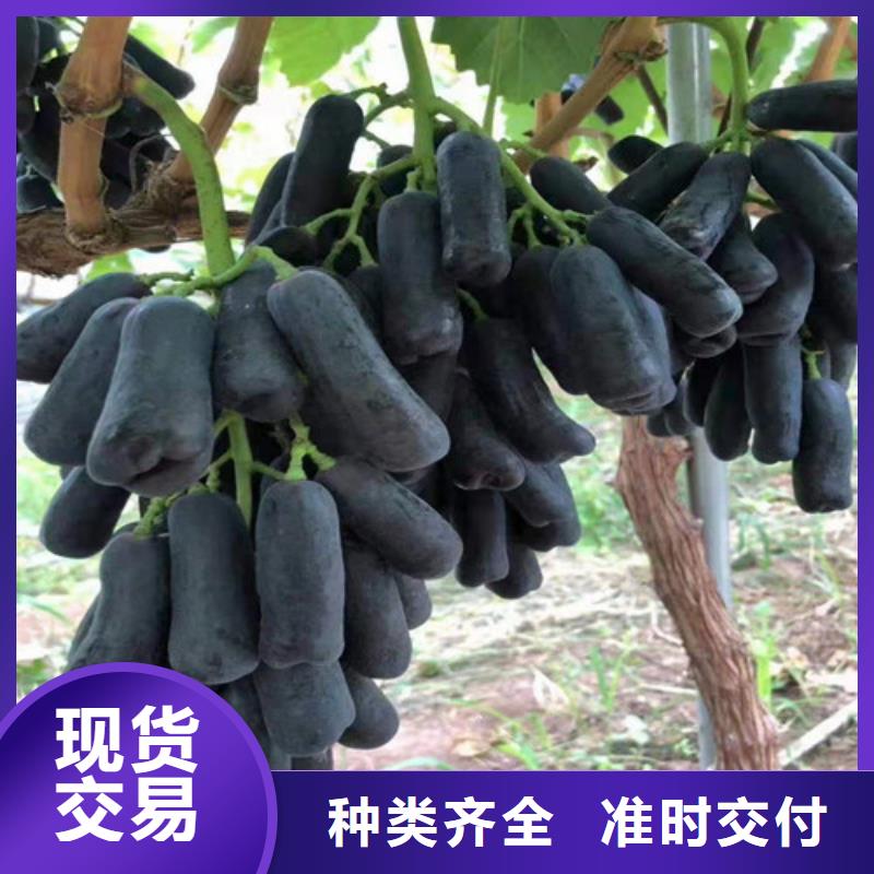 石家庄黑色甜菜葡萄树苗