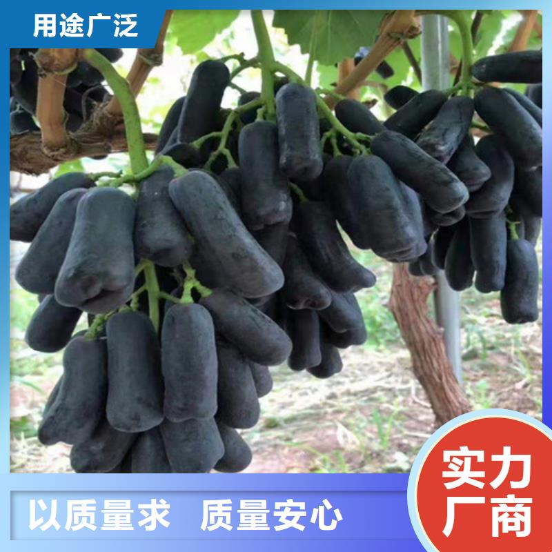 无核葡萄苗专业合作社