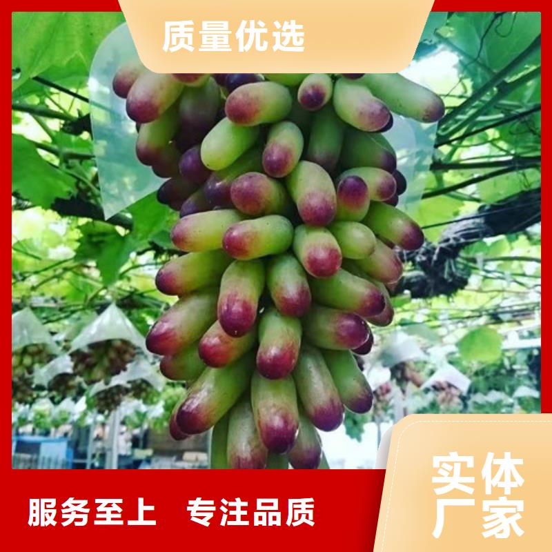 沈阳A17葡萄苗