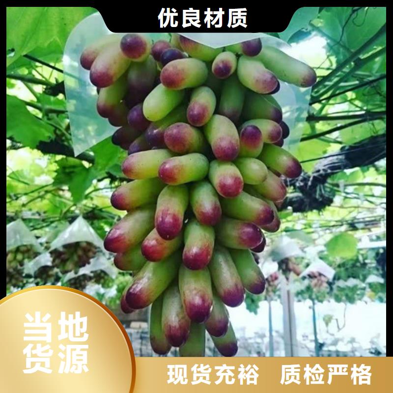 伊犁火焰无核葡萄苗