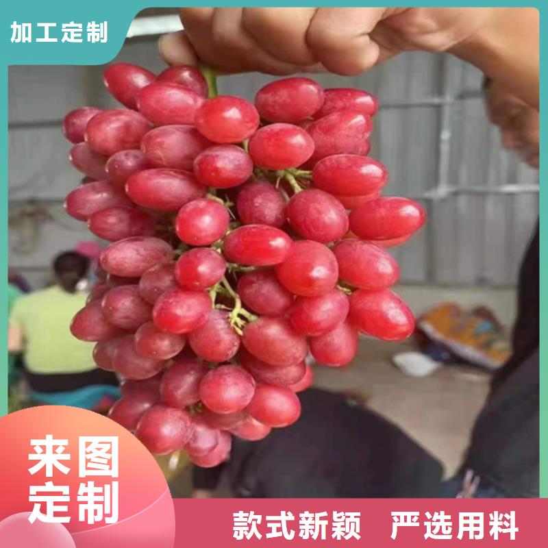 葡萄花椒苗多年厂家可靠