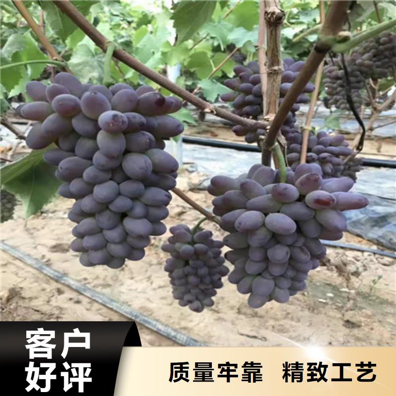 【葡萄_珍珠油杏材质实在】